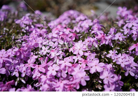 Pink Shibazakura Pink Shibazakura 120200458