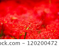 deep red 120200472