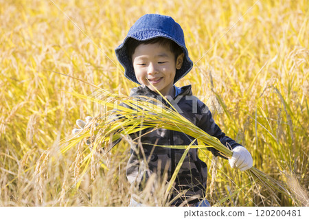一個男孩看著一堆收割的稻穀 — 稻穀收割的圖像 120200481