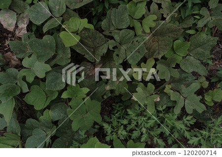 Wild grass 120200714