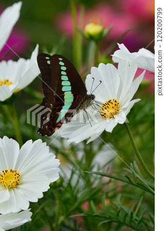 Cosmos flowers in full bloom 120200799