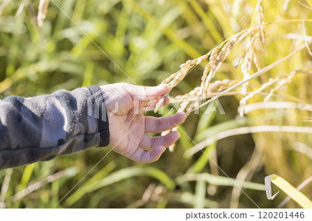 Child's hand touching ears of rice 120201446