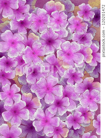 Brightly blooming hydrangea 120201472