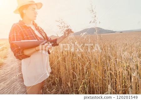 Woman wheat field. Agronomist, Woman farmer check golden ripe barley spikes in cultivated field. Closeup of female hand on plantation in agricultural crop management concept. Slow motion 120201549