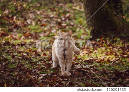 Wandering the Forest Wandering the Forest 120201585