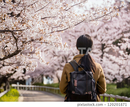 Back view of a young woman going out and enjoying cherry blossom viewing in full bloom 120201871