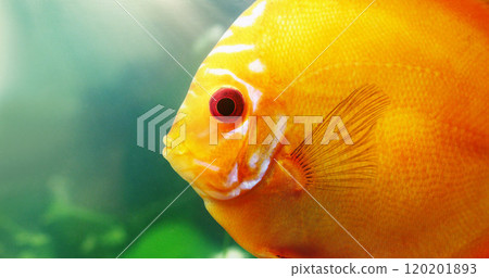 The face of the red discus. Shot of a red discus in a freshwater fish tank. The face of the red discus. Shot of a red discus in a freshwater fish tank. 120201893
