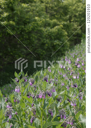 河邊的百合花呈紫色 河邊的百合花呈紫色 120201910