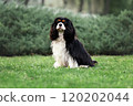 Portrait of young cute cavalier king charles spaniel sitting at green grass 120202044