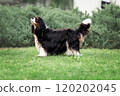 Young cute cavalier king charles spaniel standing on green grass at summer 120202045