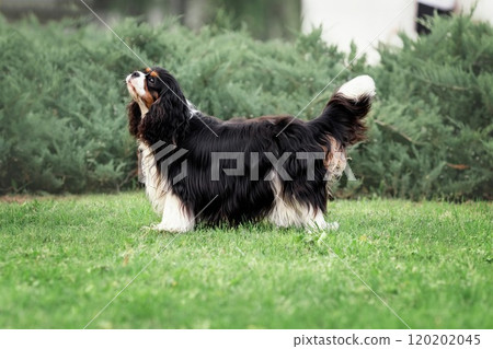 Young cute cavalier king charles spaniel standing on green grass at summer Young cute cavalier king charles spaniel standing on green grass at summer 120202045