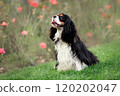 Portrait of happy smiling cavalier king charles spaniel sitting at green grass 120202047