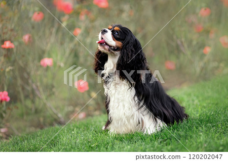 Portrait of happy smiling cavalier king charles spaniel sitting at green grass Portrait of happy smiling cavalier king charles spaniel sitting at green grass 120202047