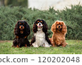 Three cute cavalier king charles spaniel dogs sitting outdoors at summer. Portrait of pets at nature. 120202048