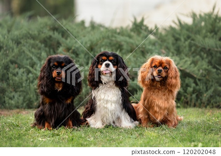 Three cute cavalier king charles spaniel dogs sitting outdoors at summer. Portrait of pets at nature. Three cute cavalier king charles spaniel dogs sitting outdoors at summer. Portrait of pets at nature. 120202048
