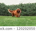 Young cute cavalier king charles spaniel walking on green grass at summer 120202050