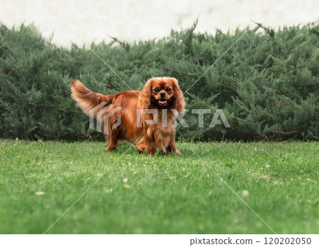 Young cute cavalier king charles spaniel walking on green grass at summer Young cute cavalier king charles spaniel walking on green grass at summer 120202050