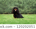 Portrait of young cute cavalier king charles spanield at green grass 120202051