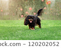 Young cute cavalier king charles spaniel walking on green grass at summer 120202052