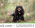 Portrait of young cavalier king charles spanield at nature 120202053