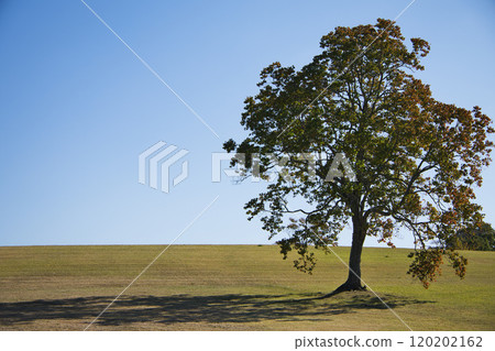 One tree standing on the prairie One tree standing on the prairie 120202162