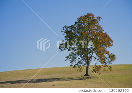 One tree standing on the prairie One tree standing on the prairie 120202163