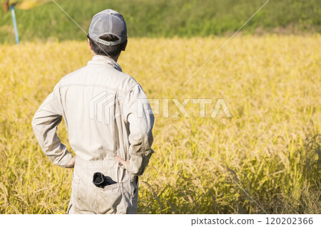 Image of rice harvesting: Back view of a young man looking at the rice 120202366