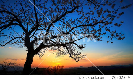 Blossoming tree at sunset. Generative AI 120202869