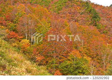 Autumn leaves of Hakuba in Happo-one Autumn leaves of Hakuba in Happo-one 120202902