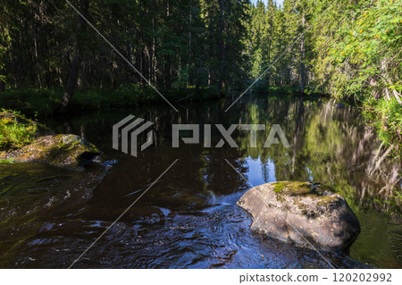 A river goes through the forest on a summer day, Karelian landscape 120202992
