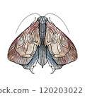 Butterfly is a delicate watercolor drawing. 120203022
