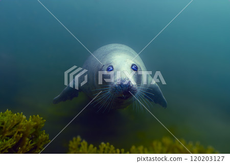swimming gray seal in the depths of the sea swimming gray seal in the depths of the sea 120203127