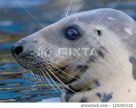 portrait of a gray seal on a blurred background portrait of a gray seal on a blurred background 120203128