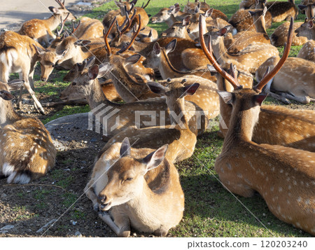 Deer in Nara Park relaxing after a meal Deer in Nara Park relaxing after a meal 120203240
