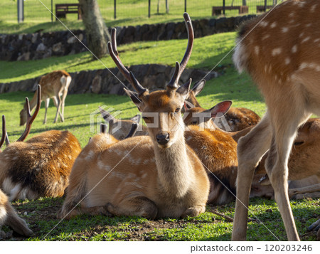 Deer in Nara Park relaxing after a meal Deer in Nara Park relaxing after a meal 120203246