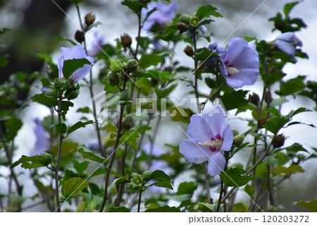 White mukoge's flower White mukoge's flower 120203272