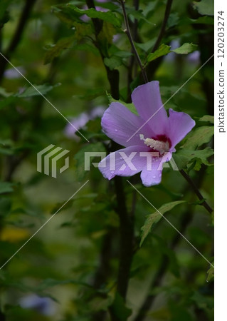 The Rose of Sharon has bloomed The Rose of Sharon has bloomed 120203274