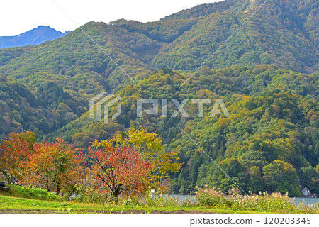 秋天的信州 - 青木湖的秋葉 120203345