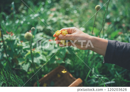 落花瓣 120203626