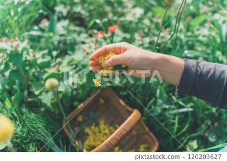 Woman's hand dropping flower petals into a flower basket 120203627