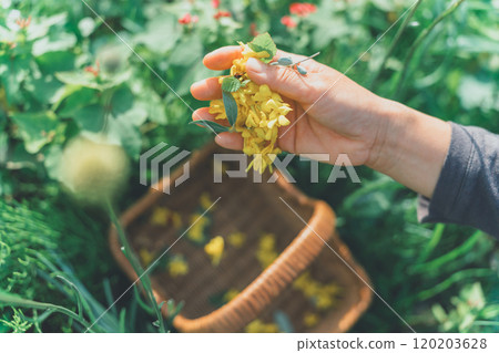 散落花瓣 120203628