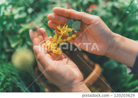 將花瓣放在手掌上 120203629