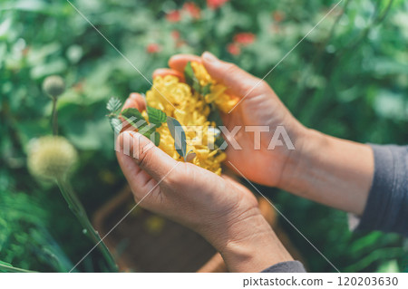 Place the petals on the palm of your hand Place the petals on the palm of your hand 120203630