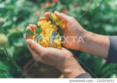 Place the petals on the palm of your hand Place the petals on the palm of your hand 120203631