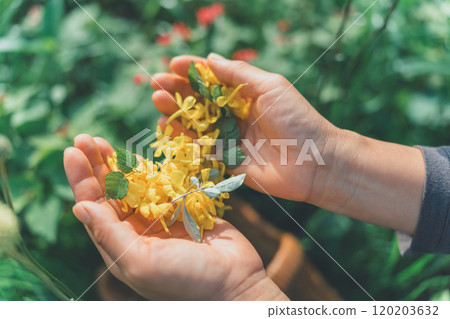 Place the petals on the palm of your hand Place the petals on the palm of your hand 120203632