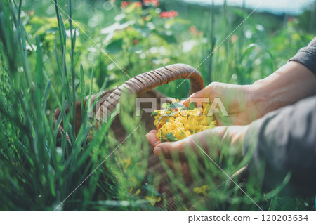 Place the petals on the palm of your hand Place the petals on the palm of your hand 120203634