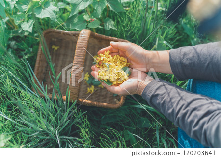 Flower picking activity Flower picking activity 120203641