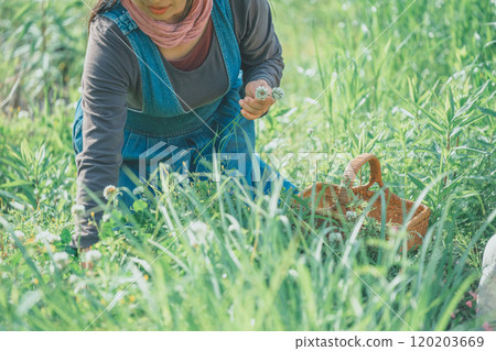 編織白三葉草的女人 120203669