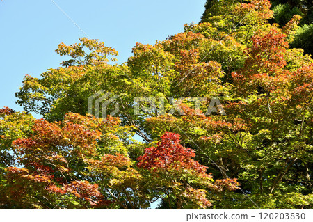 Autumn leaves shining against the blue sky at Teraka Park 120203830