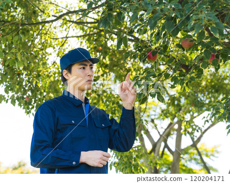 A male farmer managing an orchard 120204171